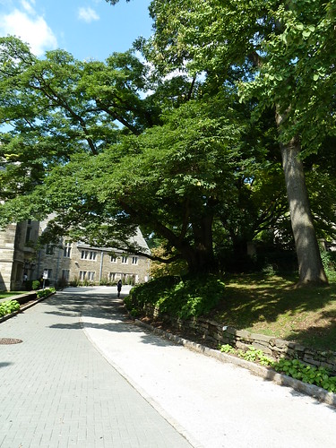 Campus Trees