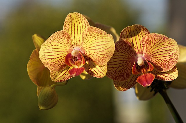 Orchid - Yellow/Red Phalaenopsis