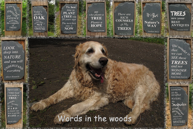 Words in the woods, Whinlatter forest