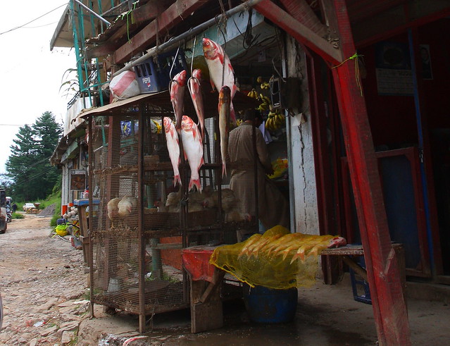 Rahu carp fish for sale near Dhirkot town, Kashmir