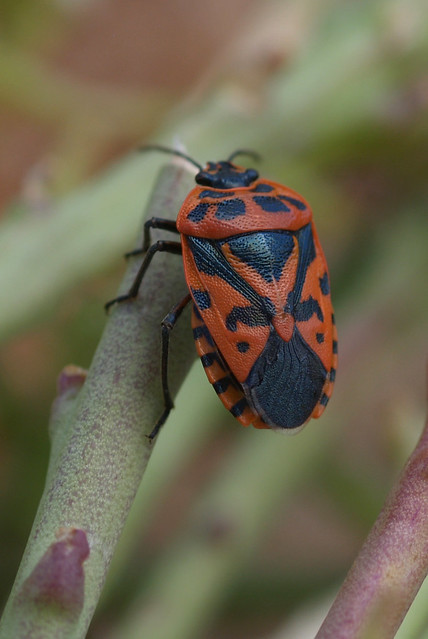 Coryzus hyoscyami - Orange and Black bug