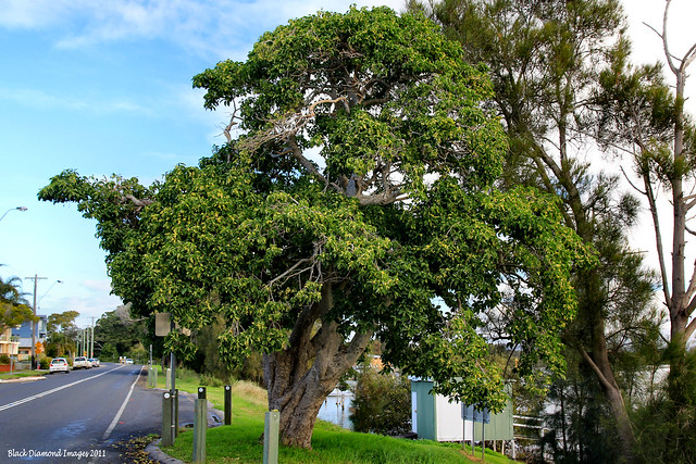 Dendrocnide photiniphylla syn Dendrocnide photinophylla - Shiny-leaved Stinging Tree, Shining-leaved Stinging Tree