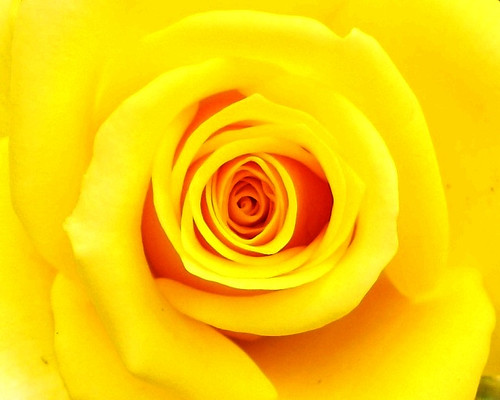 true gold | by hubbyswife