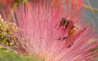 bee in mimosa blossom