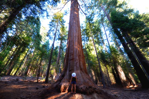 california blue tree green colors girl hat forest one shadows group nationalforest lonely giants sombrero sequoia gianttree
