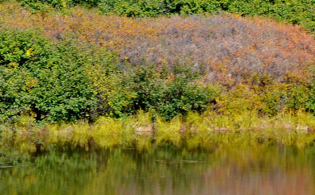 Autumn in Denali - Alaska reflections