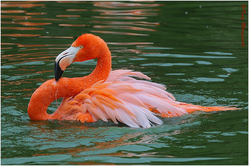 Think Pink! | by Tony Margiocchi (Snapperz)
