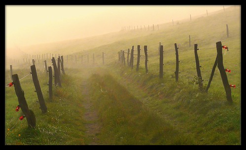 Spazierweg im Nebel - walking in the mist by NPPhotographie