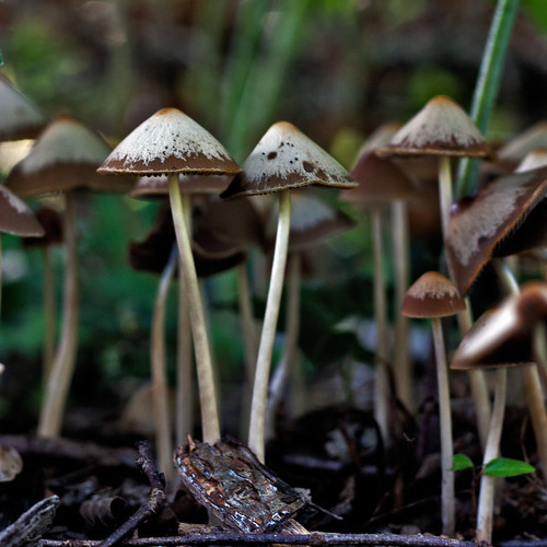 Delicate Little Fungi | by In Memoriam: me'nthedogs