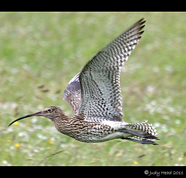 Curlew On The Moors To Newsham, Swaledale