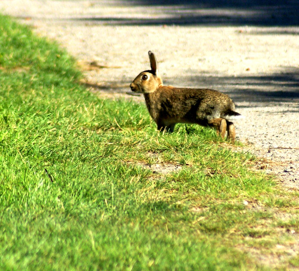 Wild Rabbit Britain Wild Rabbit | Originally introduced into Britain from Europe… | Flickr