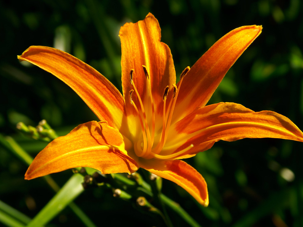 Lily | Gary J. Wood | Flickr