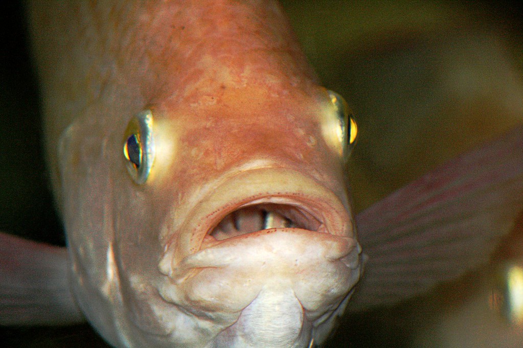 fish mouth open, Sonu