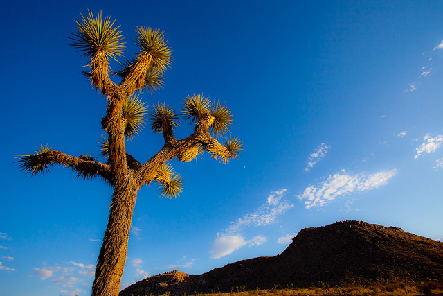 Joshua Tree National Park