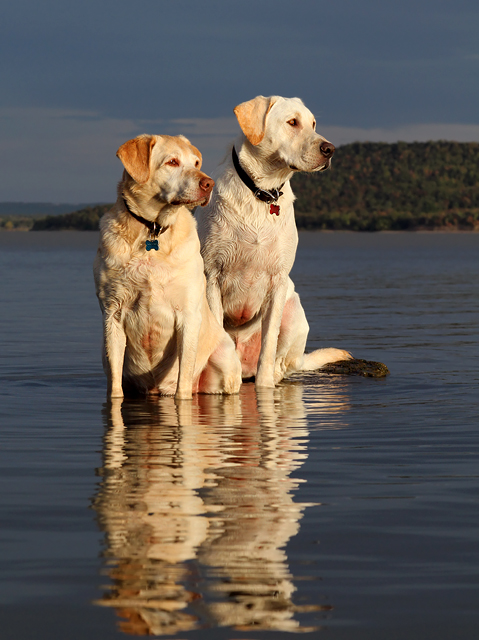Labs On A Rock Looking Left