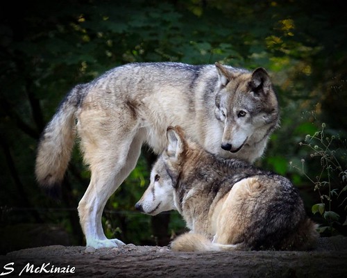 Wolves | by S McKinzie / McKustoms