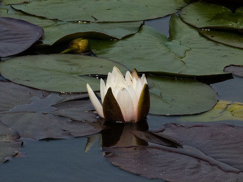 Waterlily flower