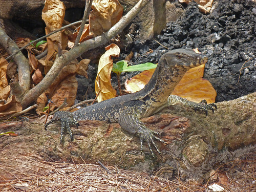 Monitor lizard P1010532 | by grebberg