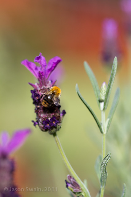 Bumble Bees & Lavendar #4