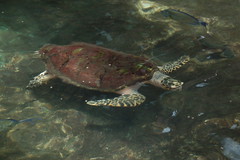 Australia – Great Barrier Reef – Green Island Resort – Turtle
