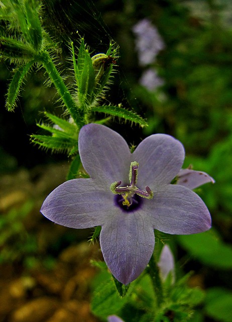[5063] wild flower (campanulaceae)