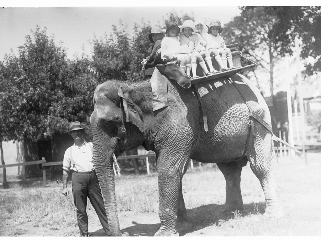Elephant at the Adelaide Zoo with children on its back c19\u2026 | Flickr