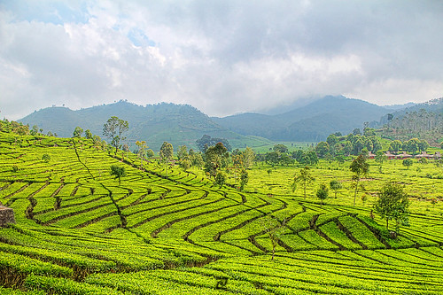 indonesia tea mount plantation bandung hdr putih photomatix kawah 3frames patuha