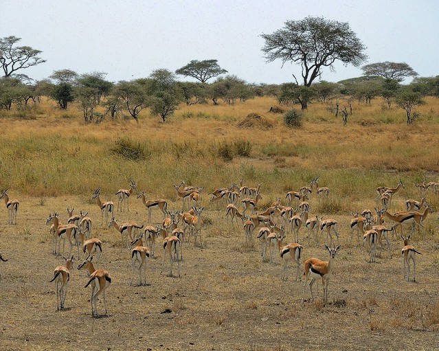 Tanzania (Serengeti National Park) Herd of Thomson's gazellas