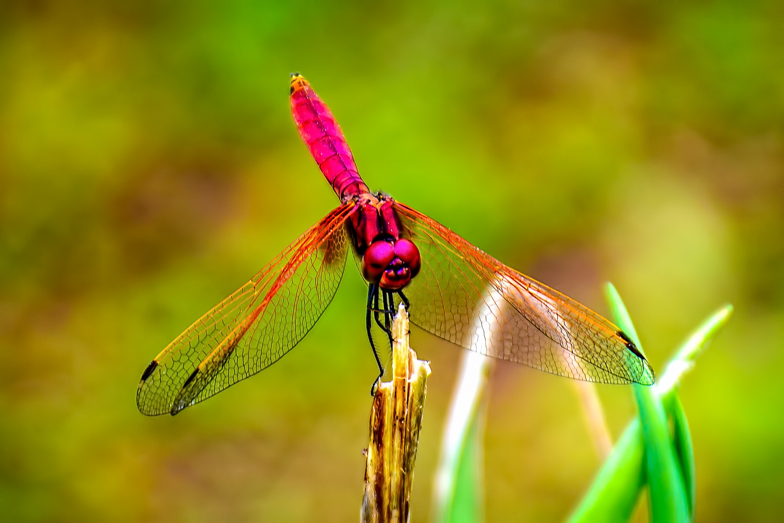 Crimson marsh glider