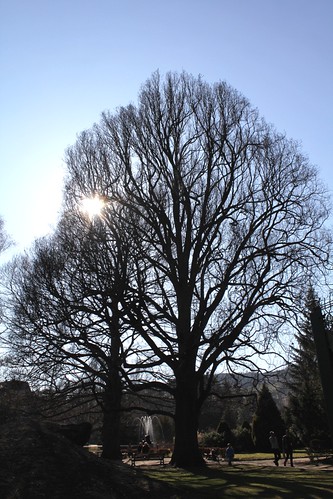 Quercus pedonculatus - chêne pédonculé 22599401815_fe2277a558