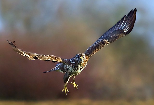 Common Buzzard ( Buteo buteo )- Spread your wings and fly away !!