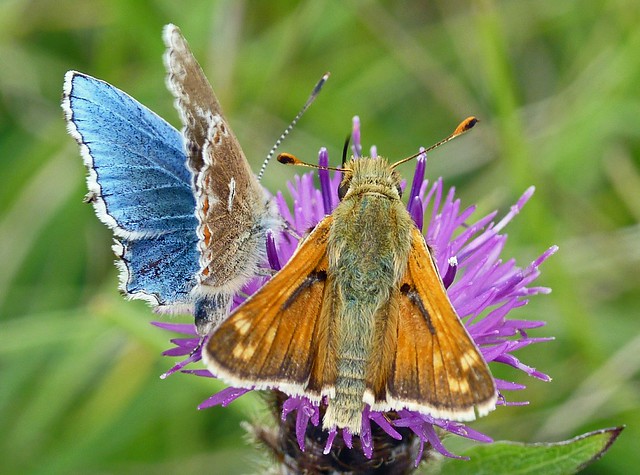 Adonis Blue (ab.)(polyommatus bellargus) and Silver-Spotted Skipper (hesperia comma)