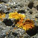Flickr photo 'Xanthoria parietina (Common Orange Lichen)' by: Arthur Chapman.