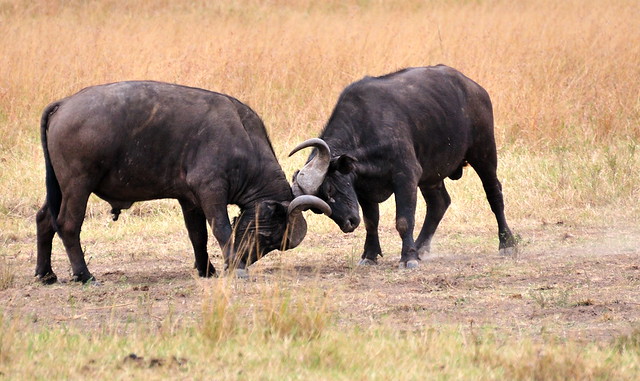 Jousting bulls