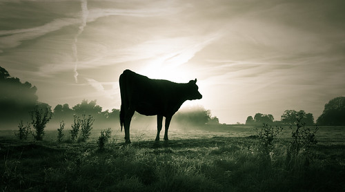 mist misty sunrise dawn cattle cows jersey slough berkshire kevday bovine langleypark