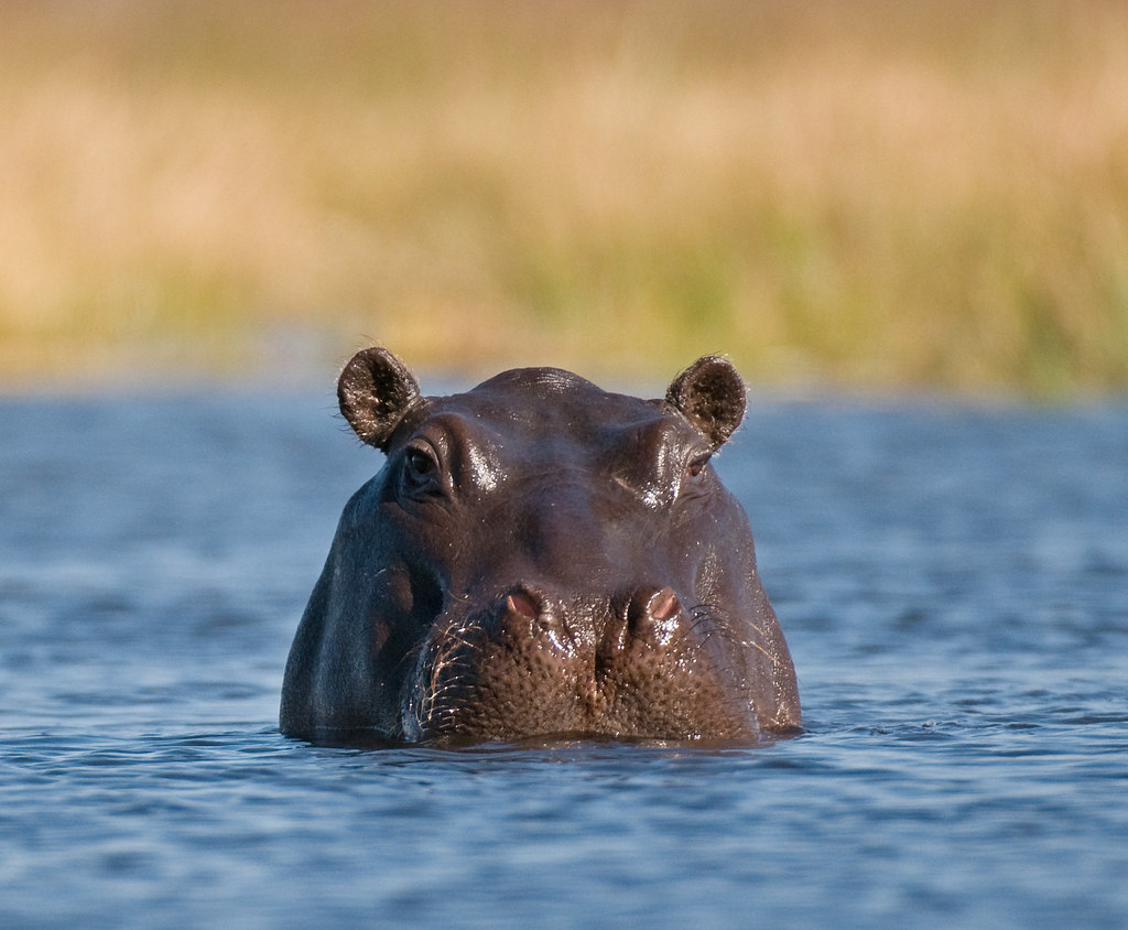 Hippo | Large pool loads of hippos rising and ducking under … | Flickr