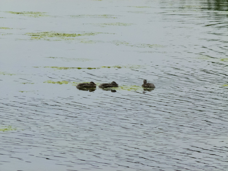 Great crested grebe chicks