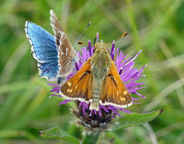 Adonis Blue (ab.)(polyommatus bellargus) and Silver-Spotted Skipper (hesperia comma)