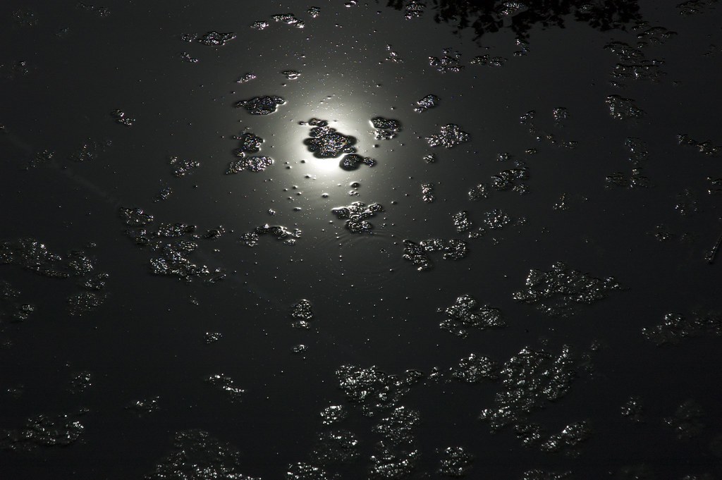 Alger, bobler og sol-refleks i svært stillestående dam ute… | Flickr