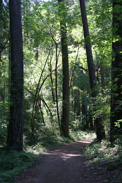 Path Through Maple and Douglas Fir