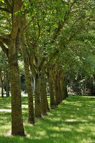 trees sunlight green grass landscape row canonef75300mmf456iii