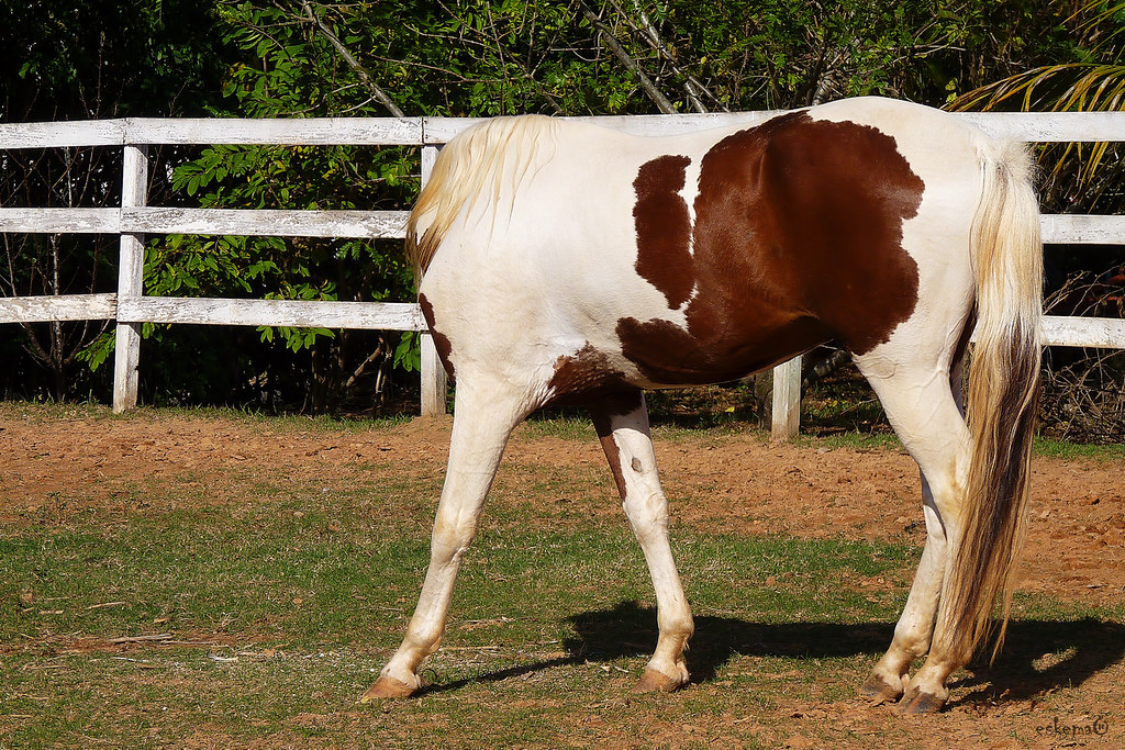Cavalo sem Cabeça - Horse without Head | eskema® | Flickr
