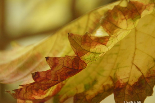autumn color licht leaf herbst colored blatt farbe bunt weinblatt liht wineleaf gebogen dorenawm renatedodell