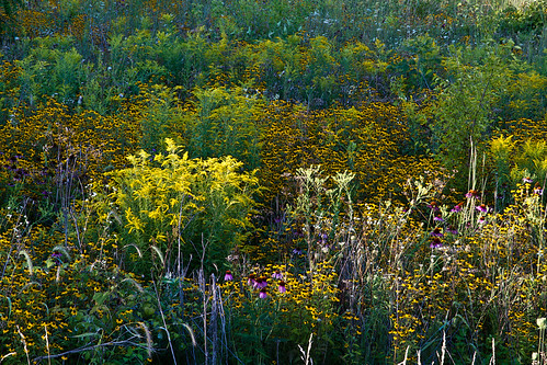 A Mixed Bag Of Tricks by David ZImagery, Another shot of this colorful and diverse wildflower area...and it's only a couple of miles from my 
