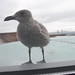 <p>seagull trying to get into the Guinness storehouse</p>