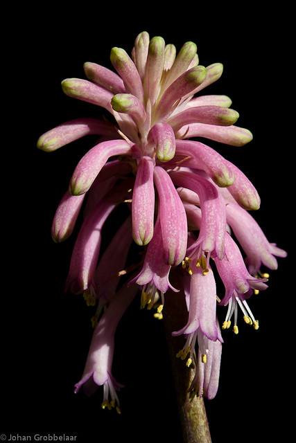 Pink Veltheimia