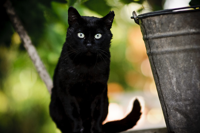 Black Cat #236/365