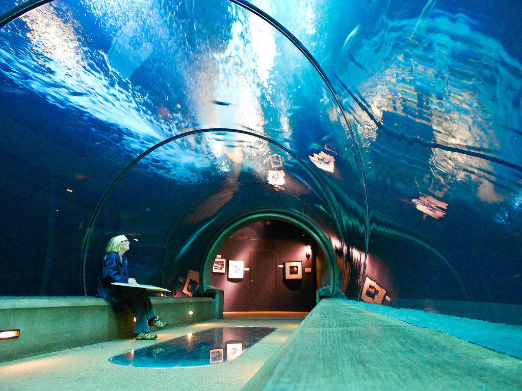 Oregon Coast Aquarium Shark Exhibit Oregon Coast Aquarium … Flickr