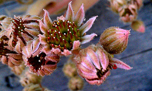 Hen and Chicks blossoms