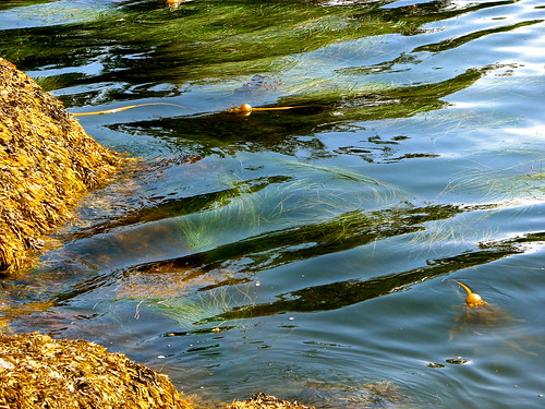 canada seaweed flora kelp algae marinelife fucus bullkelp brownalgae surfgrass phyllospadix rockweed nereocystisluetkeanafeatherboakelpegregiamenziesiilaminarialesphaeophyceaewaterreflectionsrocksbeachbradysbeachbamfieldbarkleysoundpacificoceanvancouverislandbritishcolumbia
